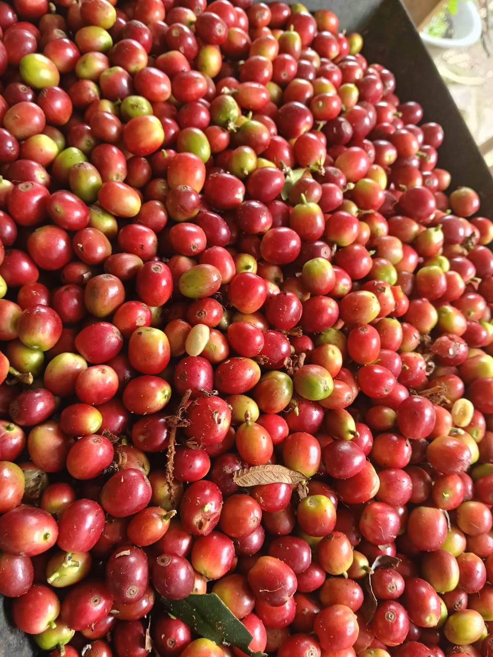 Cerezo de café recién recolectado